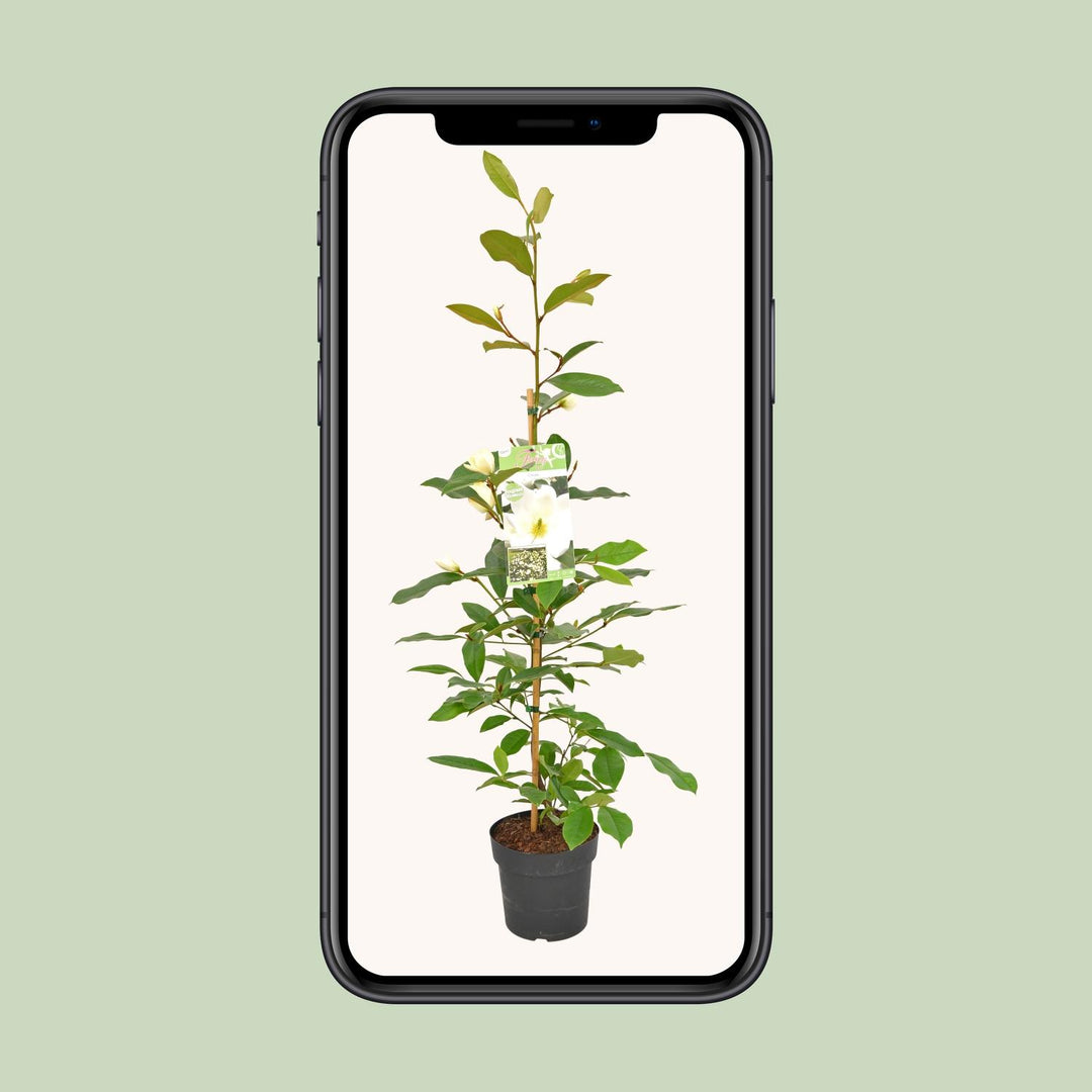 Michelia Fairy Magnolia Cream - Ø19cm - ↕70cm