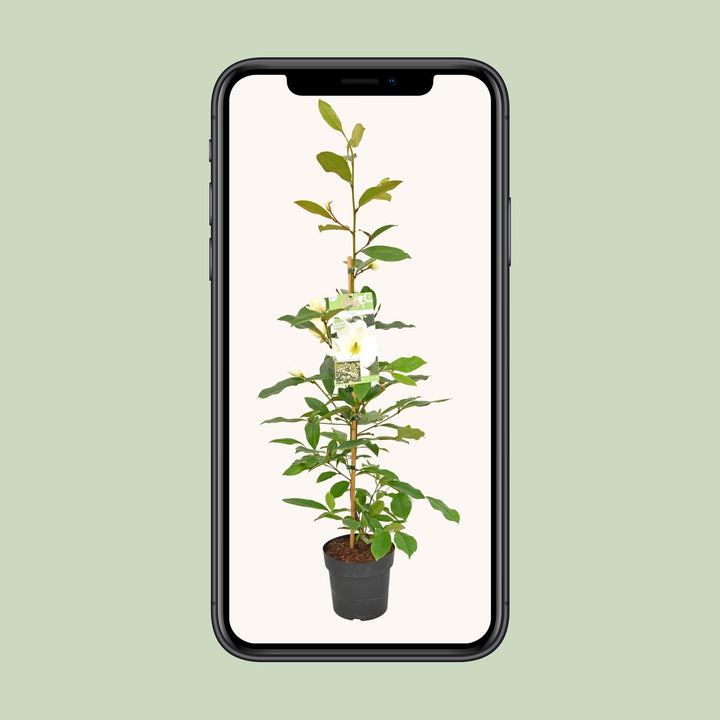 Michelia Fairy Magnolia Cream - Ø19cm - ↕70cm