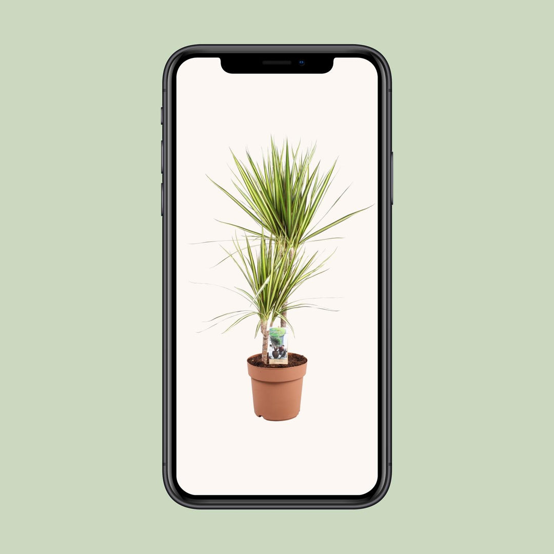 Dracaena Marginata Sunray - Ø21cm - ↕80cm