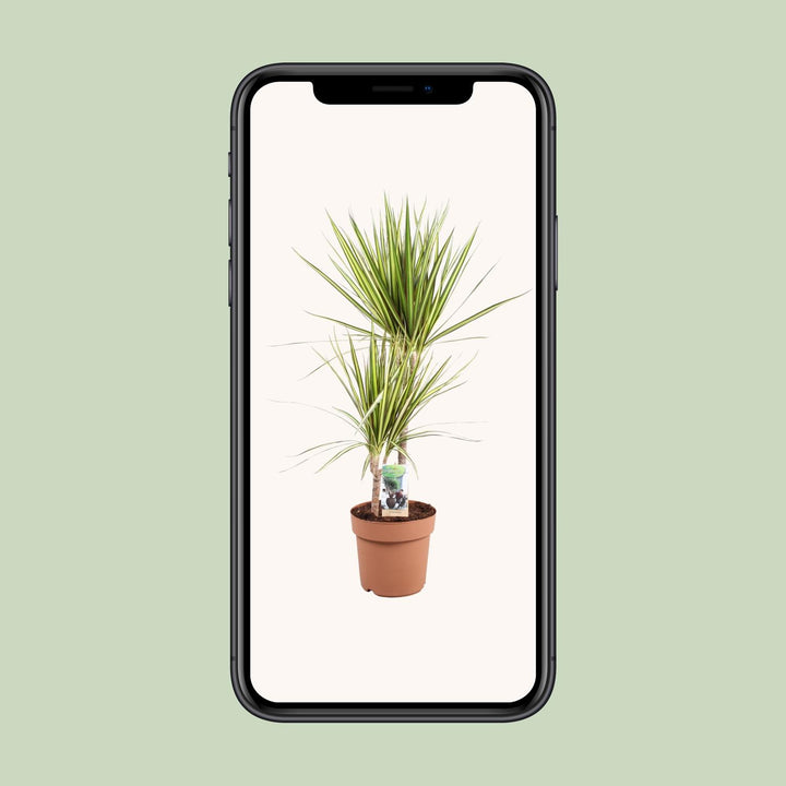 Dracaena Marginata Sunray - Ø21cm - ↕80cm