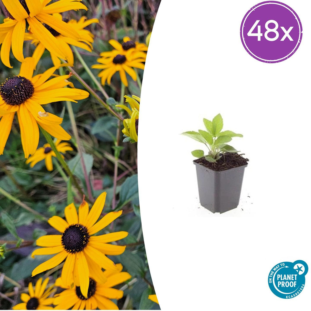 48x Rudbeckia fulgida 'Goldsturm' - ↕10-25cm - Ø9cm