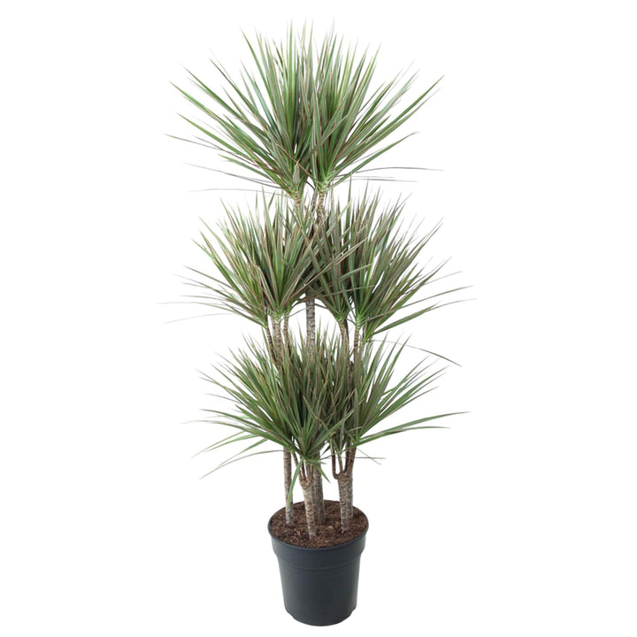 Dracaena Bicolor Carrousel - 150 cm - ø31