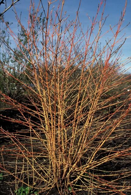 12x Cornus sang. 'Anny's Winter Orange' - ↕10-25cm - Ø9cm