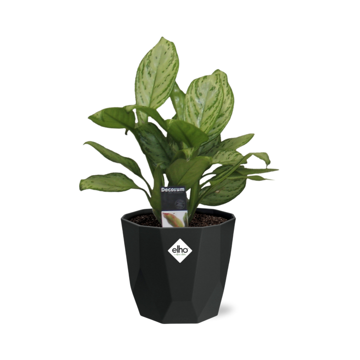 Aglaonema Christina in 14cm b.for rock living black