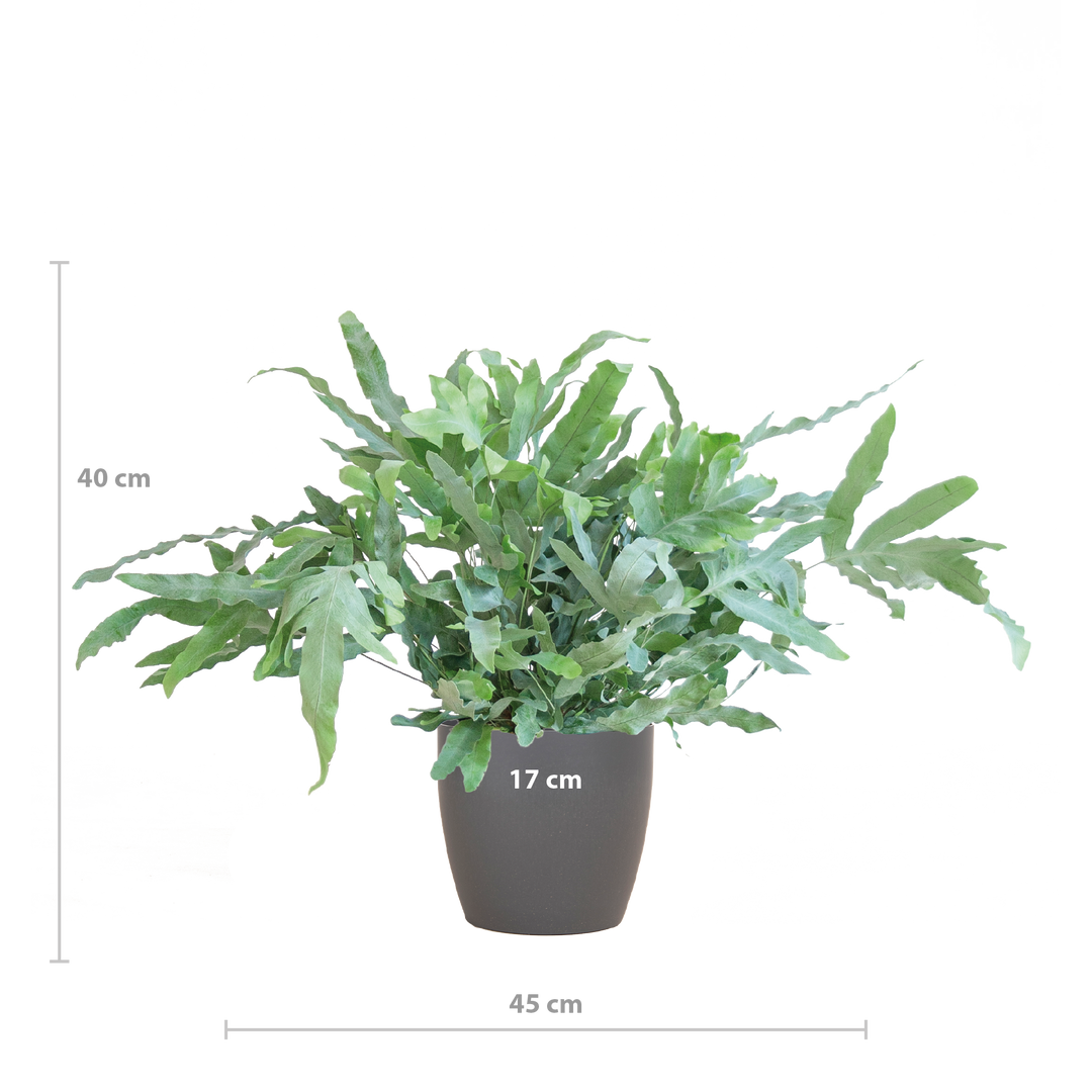 Phlebodium Aureum 'Blue Star' met Viber grijs - 40cm - Ø17