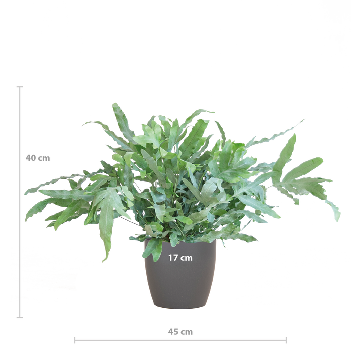 Phlebodium Aureum 'Blue Star' met Viber grijs - 40cm - Ø17