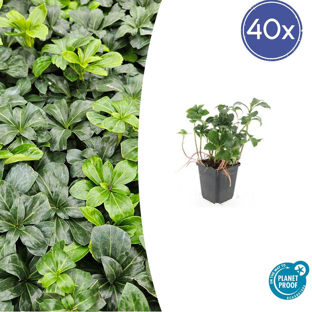 40x Pachysandra term. 'Green Sheen' - ↕10-25cm - Ø9cm