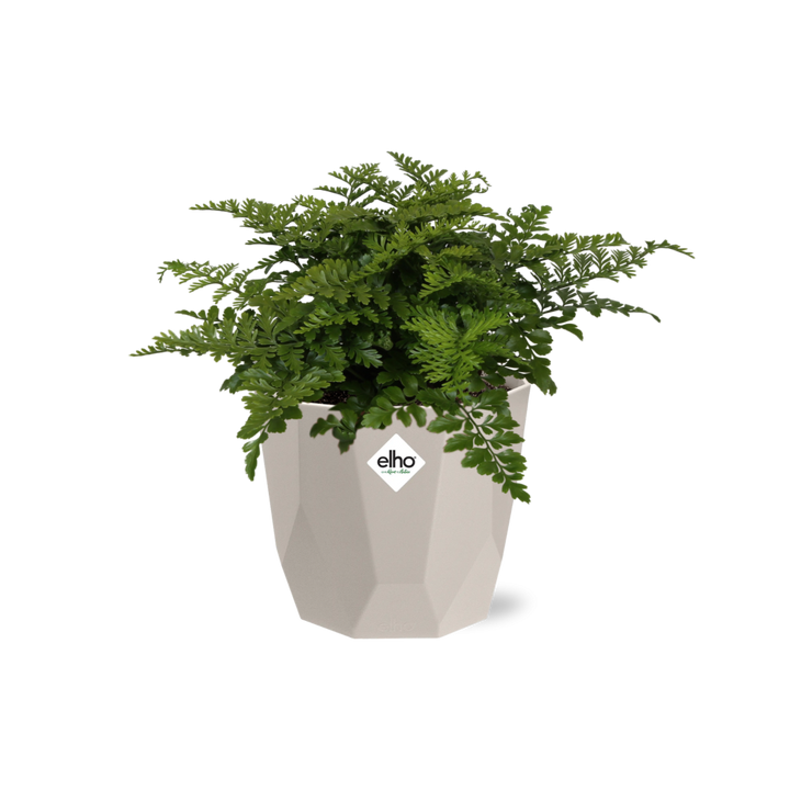 Asplenium Parvati in ELHO b.for rock 14 cm warm grey