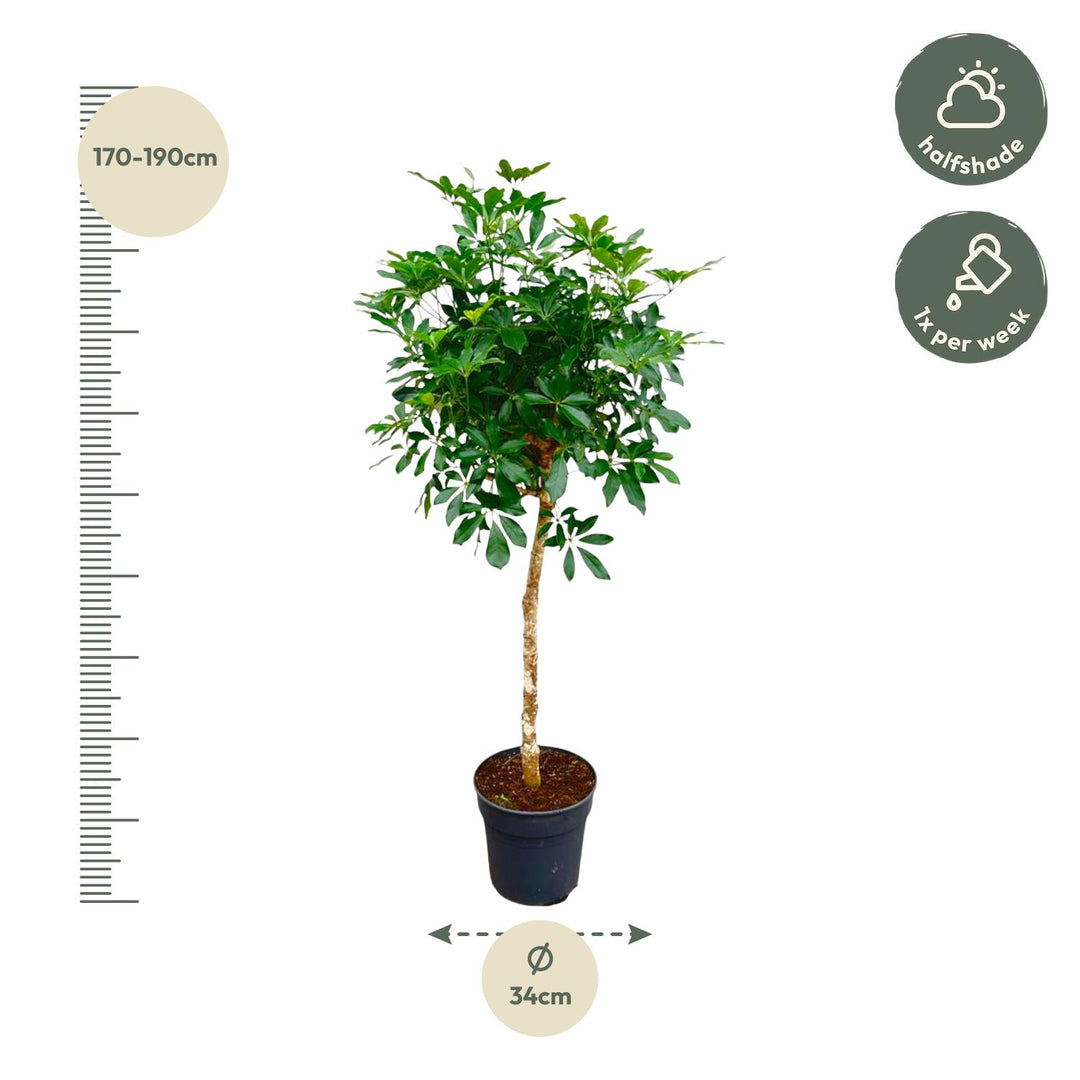 Schefflera op stam - 170cm - ø35