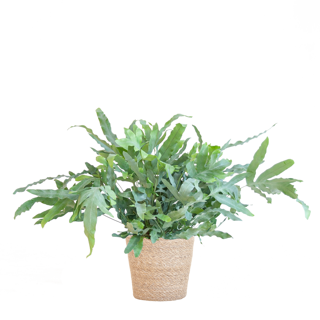 Phlebodium Aureum 'Blue Star' met Mand Sofia naturel - 40cm - Ø17