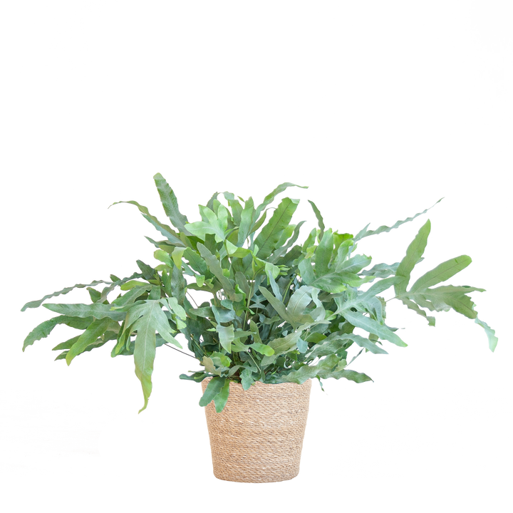 Phlebodium Aureum 'Blue Star' met Mand Sofia naturel - 40cm - Ø17