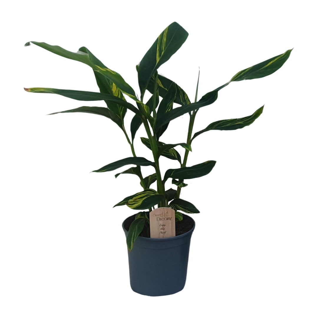 Alpinia Zerumbet - Ø21cm - ↕80cm