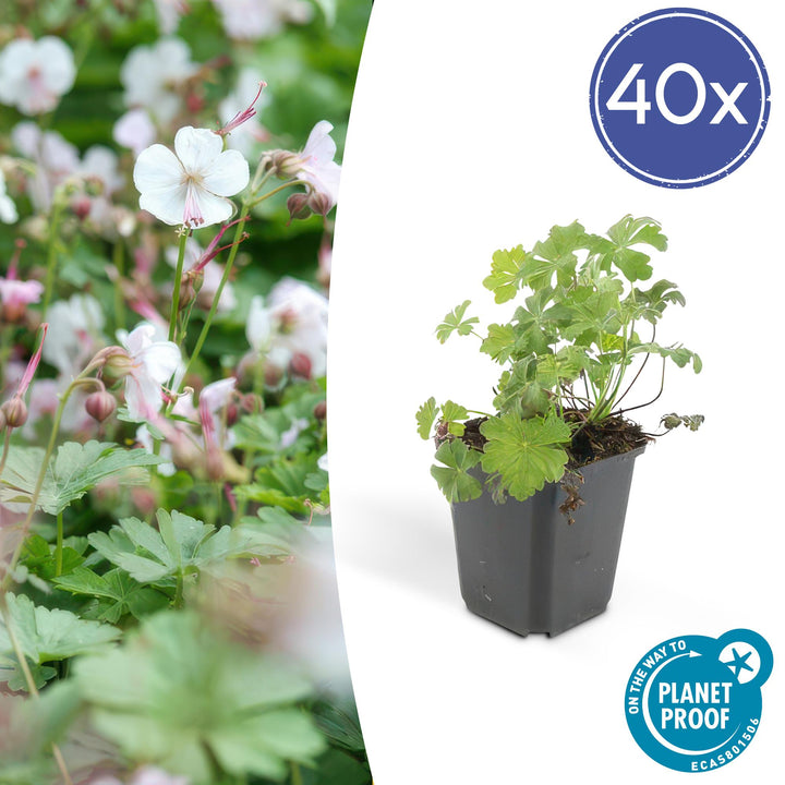 40x Geranium cant. 'Biokovo' - ↕10-25cm - Ø9cm