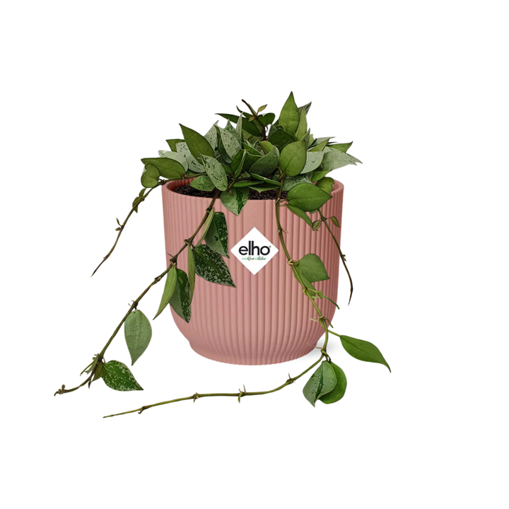 Hoya Krohniana Eskimo in ELHO Vibes Fold 14cm roze