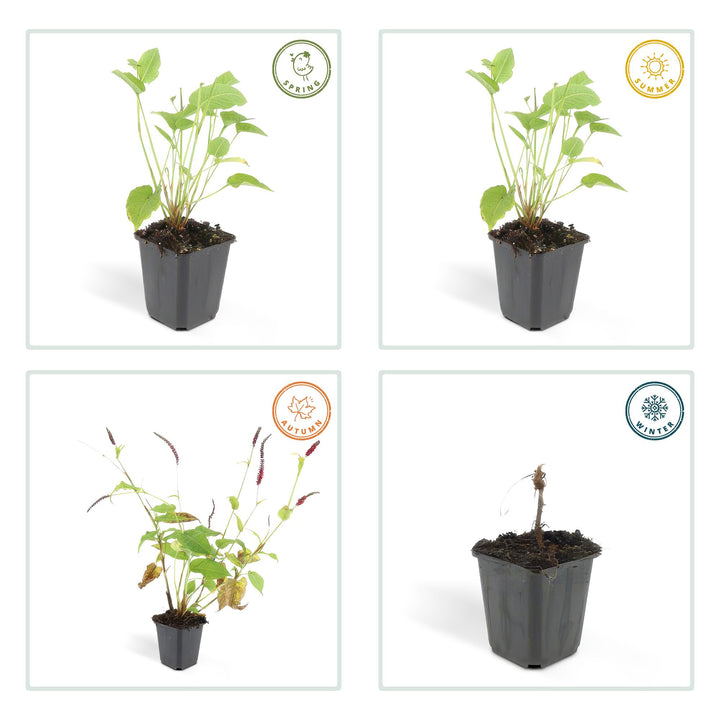 12x Persicaria amplexicaulis - ↕10-25cm - Ø9cm
