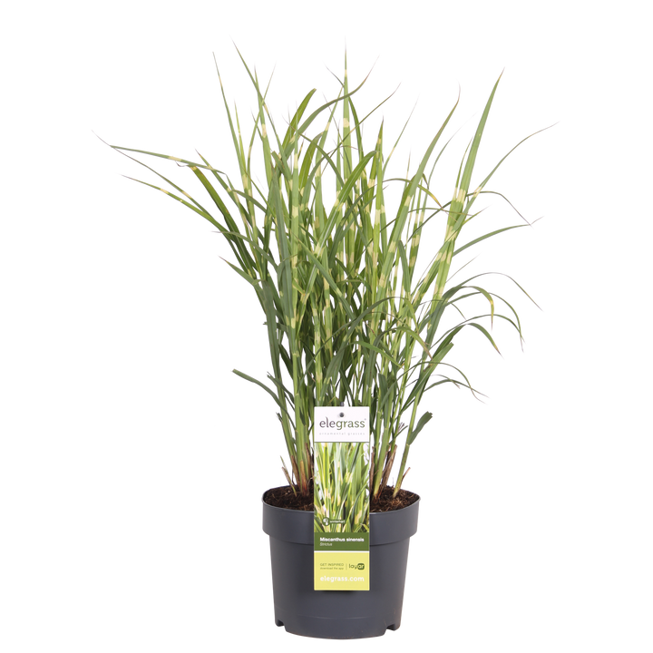 Miscanthus sinensis Strictus - Ø23cm - ↕60cm - Ø19 - ↨50cm