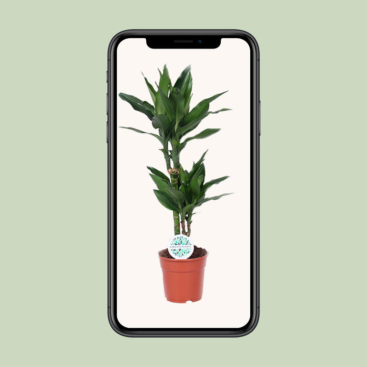 Dracaena Janet Lind - Ø17cm - ↕70cm