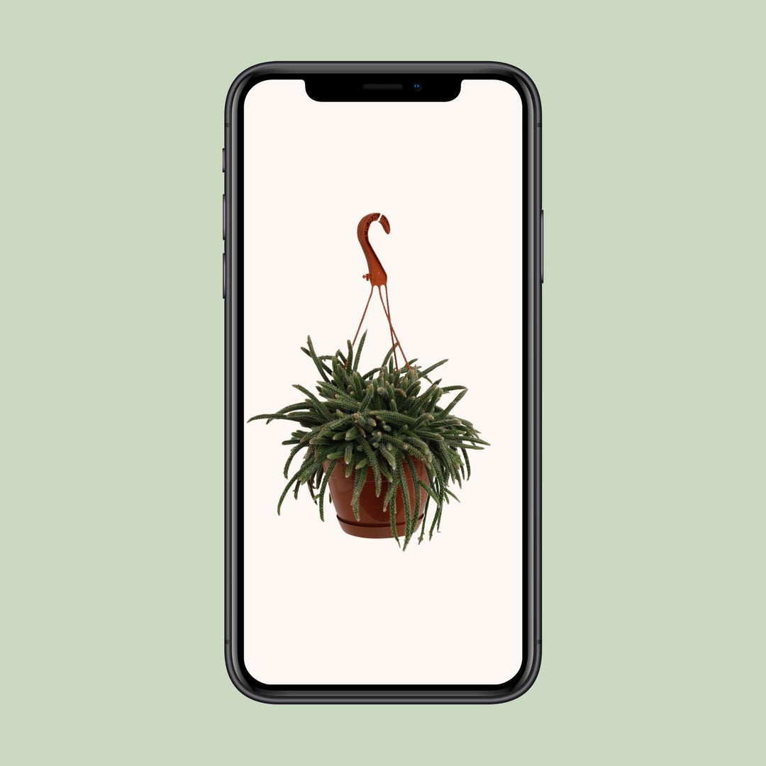 Rhipsalis Baccifera Horrida - Ø17cm - ↕45cm