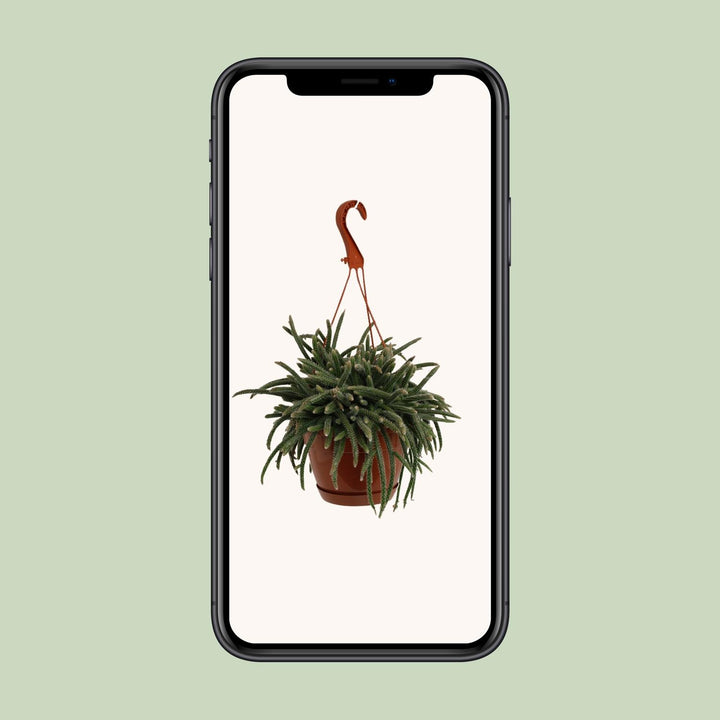 Rhipsalis Baccifera Horrida - Ø17cm - ↕45cm