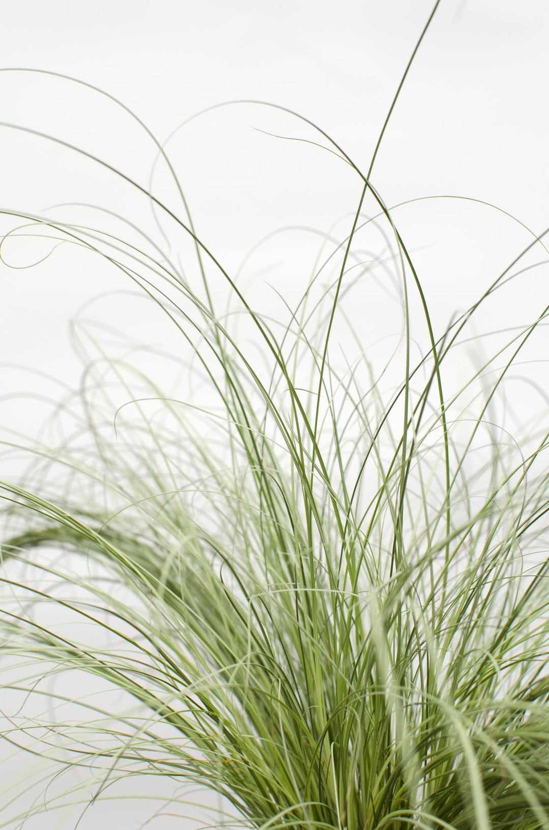 3x - Carex comans 'Frosted Curls' - ↨30cm - Ø14