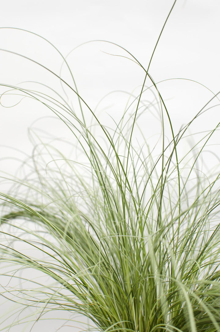 3x - Carex comans 'Frosted Curls' - ↨30cm - Ø14