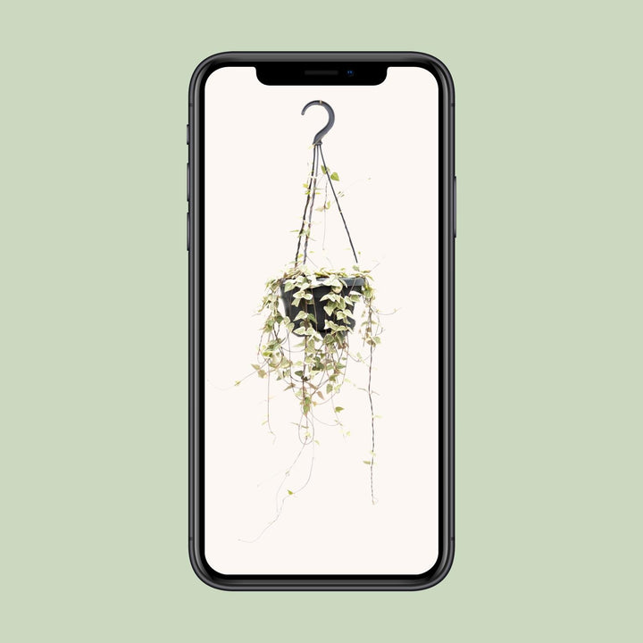 Ceropegia Woodii Merel - Ø14cm - ↕50cm