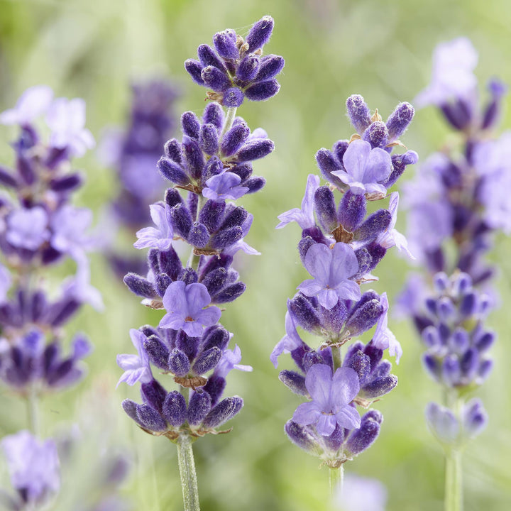24x Lavandula 'Hidcote' - ↕10-25cm - Ø9cm