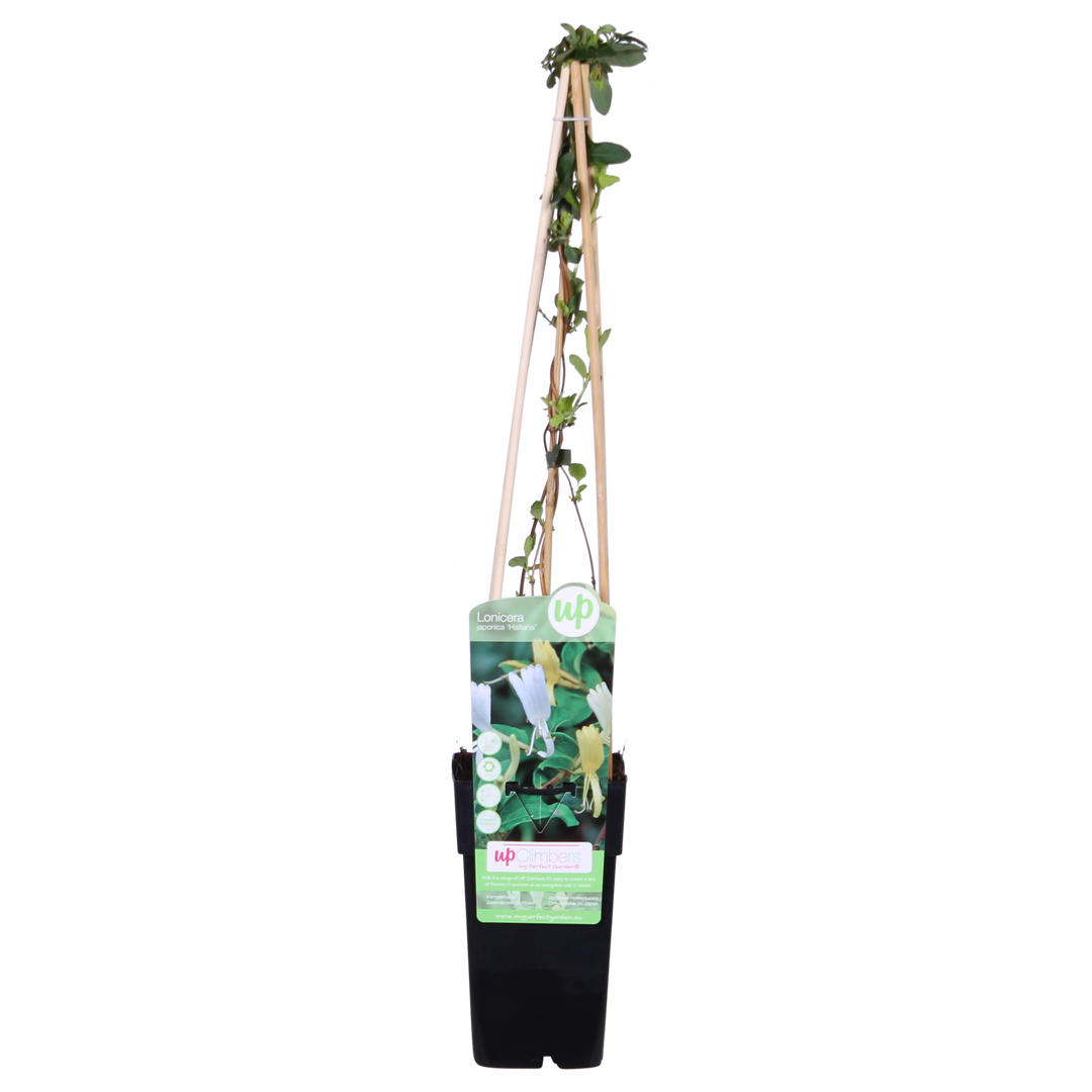 Lonicera japonica 'Halliana' - Ø15cm - ↕65cm