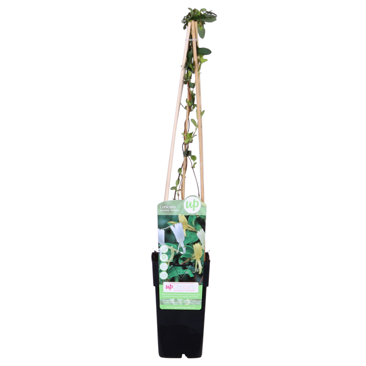 Lonicera japonica 'Halliana' - Ø15cm - ↕65cm
