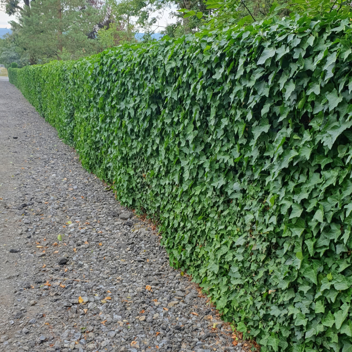 Hedera – 6 Pluggen | Groeien & Geniet van Groene Bedekking