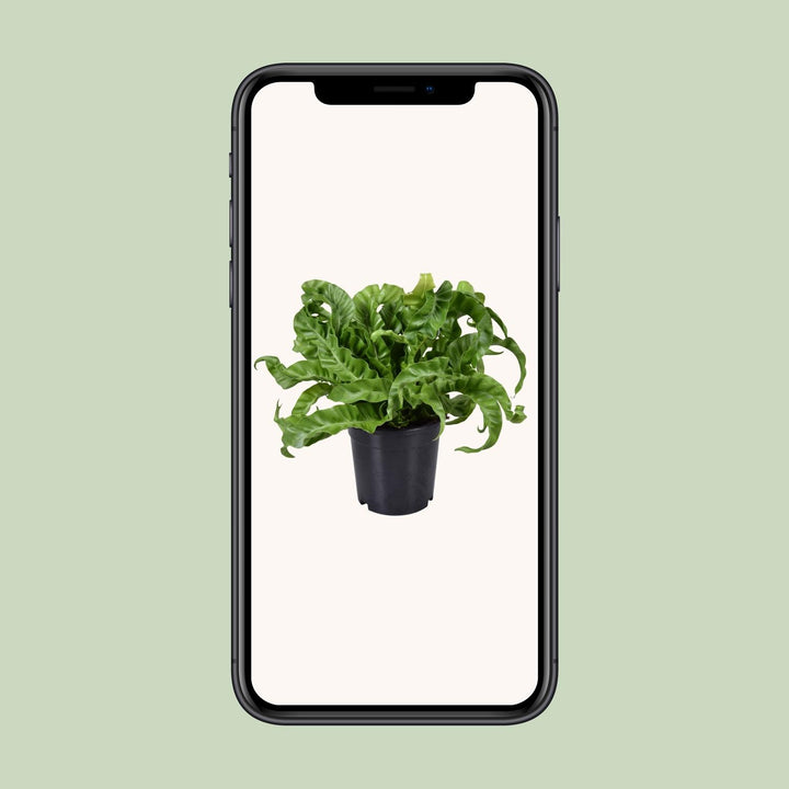 Asplenium Antiquum - Ø17cm - ↕40cm
