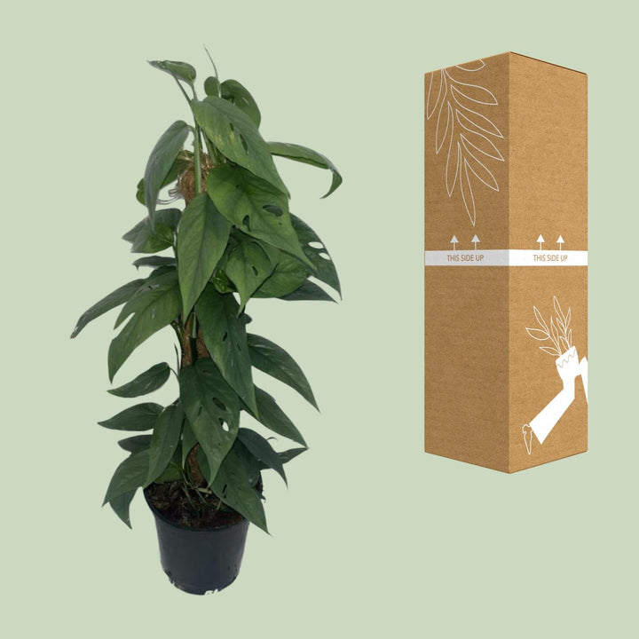 Epipremnum Cebu Blue mosstok - Ø15cm - ↕60cm