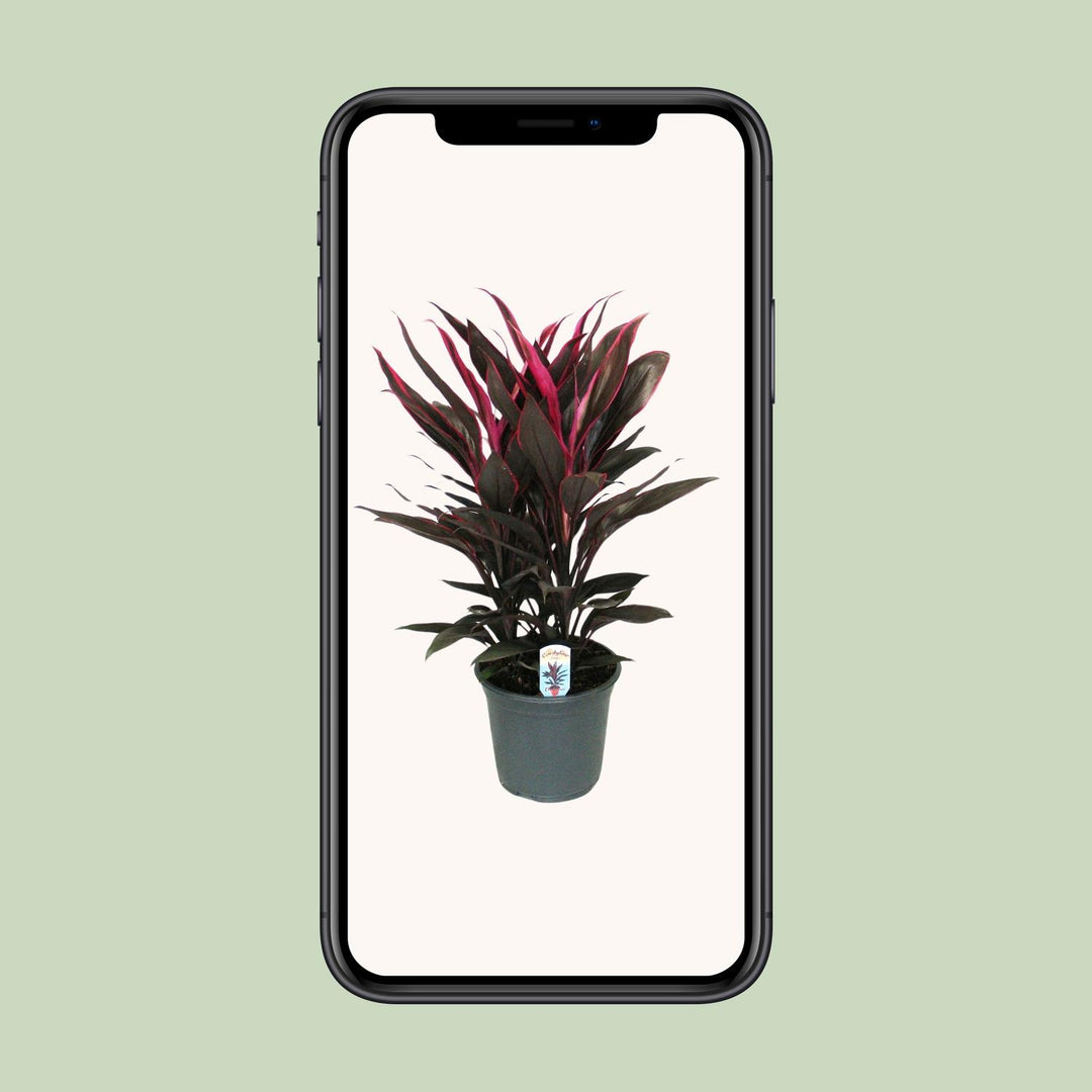 Cordyline Tango Toef - Ø19cm - ↕55cm