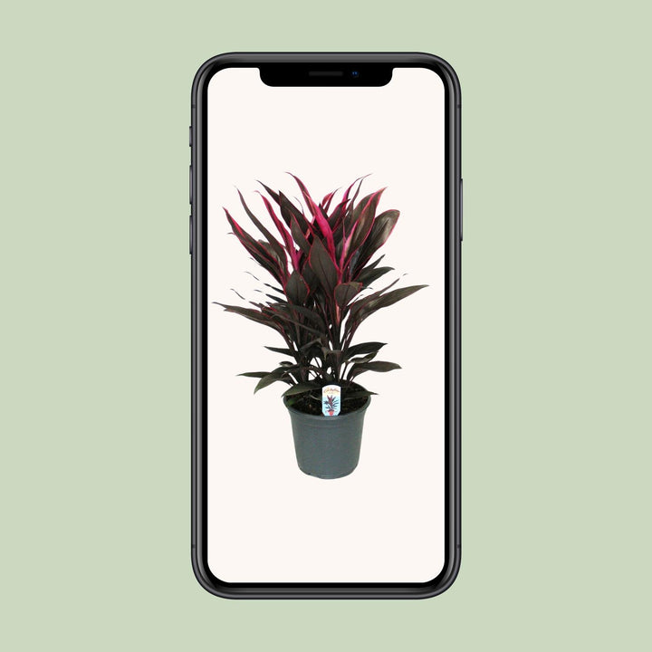 Cordyline Tango Toef - Ø19cm - ↕55cm