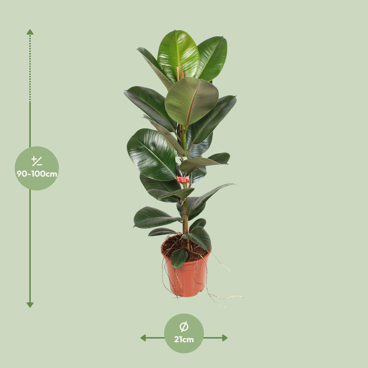 Ficus Elastica Robusta 21 Cm - Ø21cm - ↕95cm