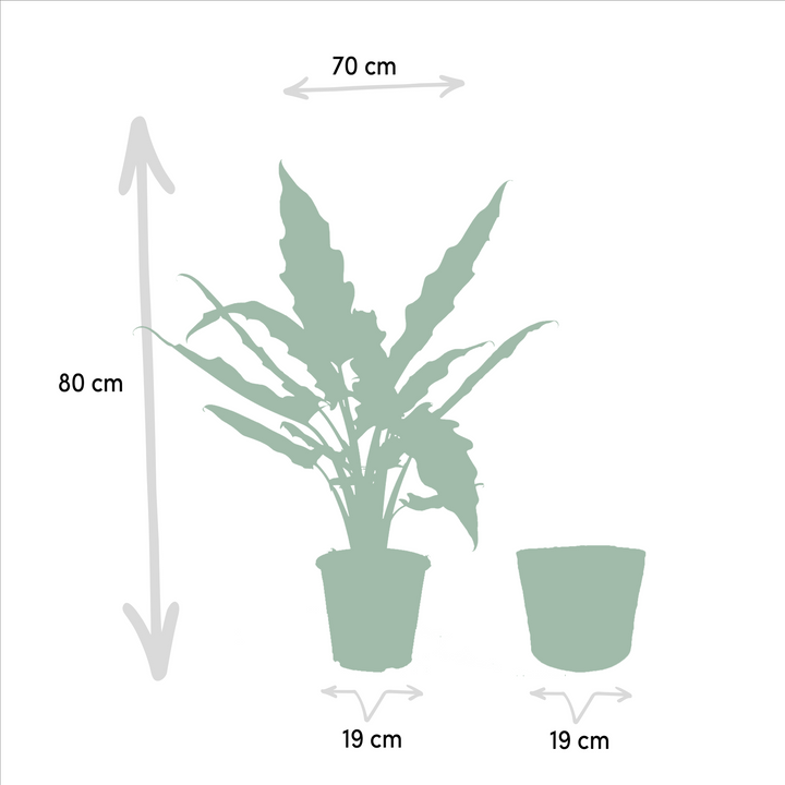 Alocasia Lauterbachiana - Ø19cm - ↕80cm + Mand Selin
