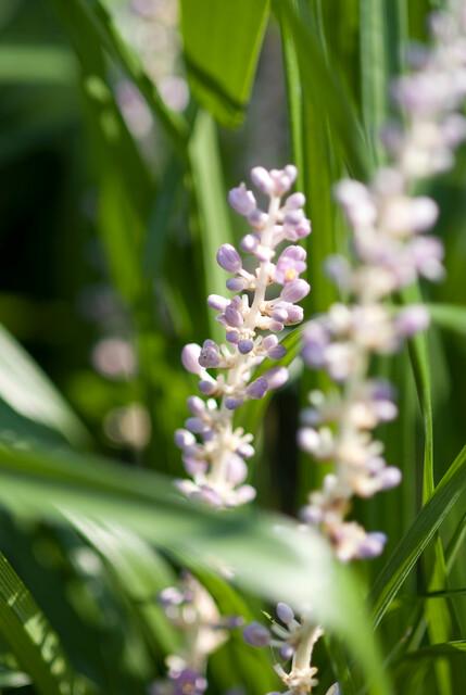 24x Liriope muscari 'Moneymaker' - ↕10-25cm - Ø9cm