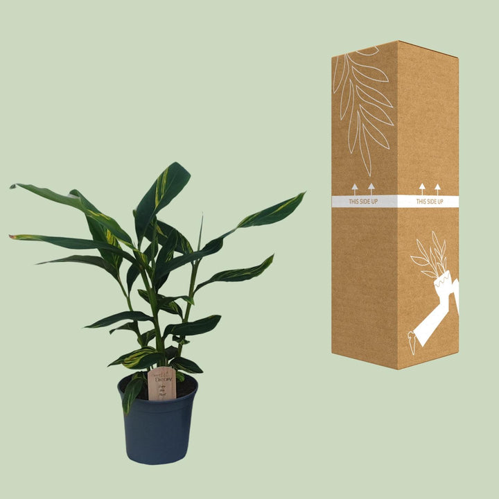 Alpinia Zerumbet - Ø21cm - ↕80cm