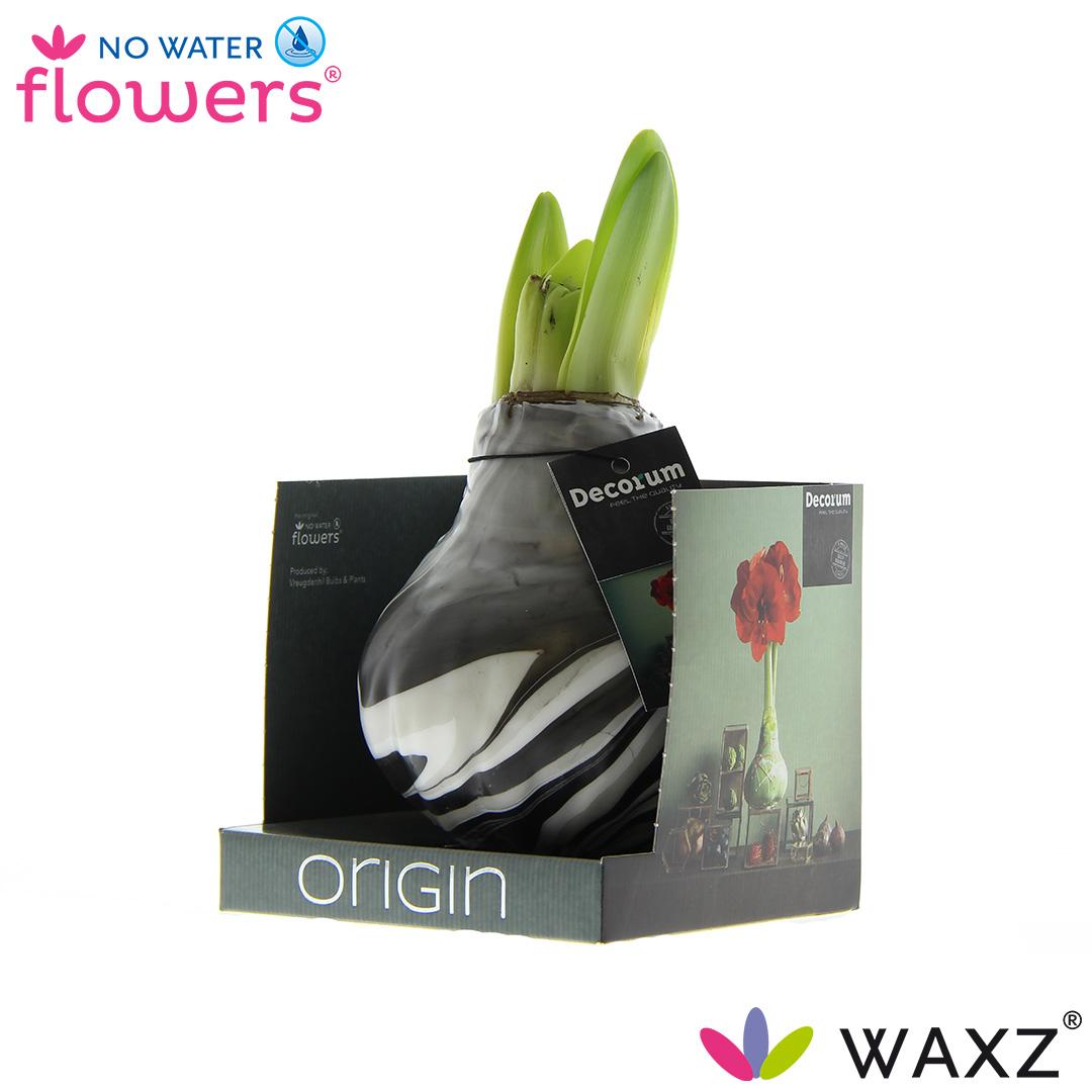 No Water Flowers Waxz® Artooz Earth Black Boxz - ↕15cm
