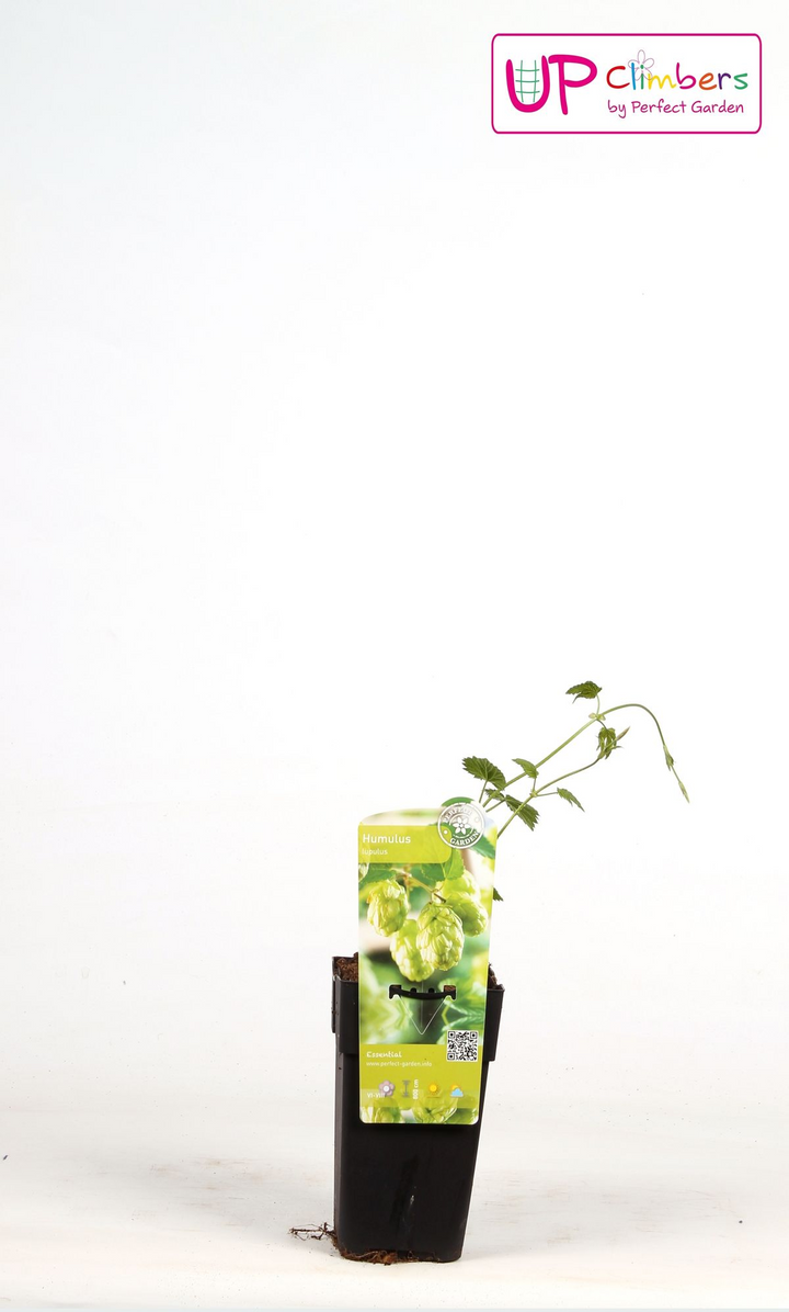 Humulus lupulus 'Nordbrau' - Bierplant / Hopplant - Ø15cm - ↕65cm