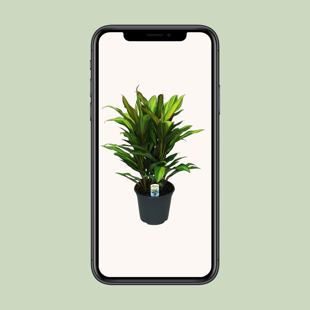 Cordyline Fruticosa Kiwi - Ø19cm - ↕55cm