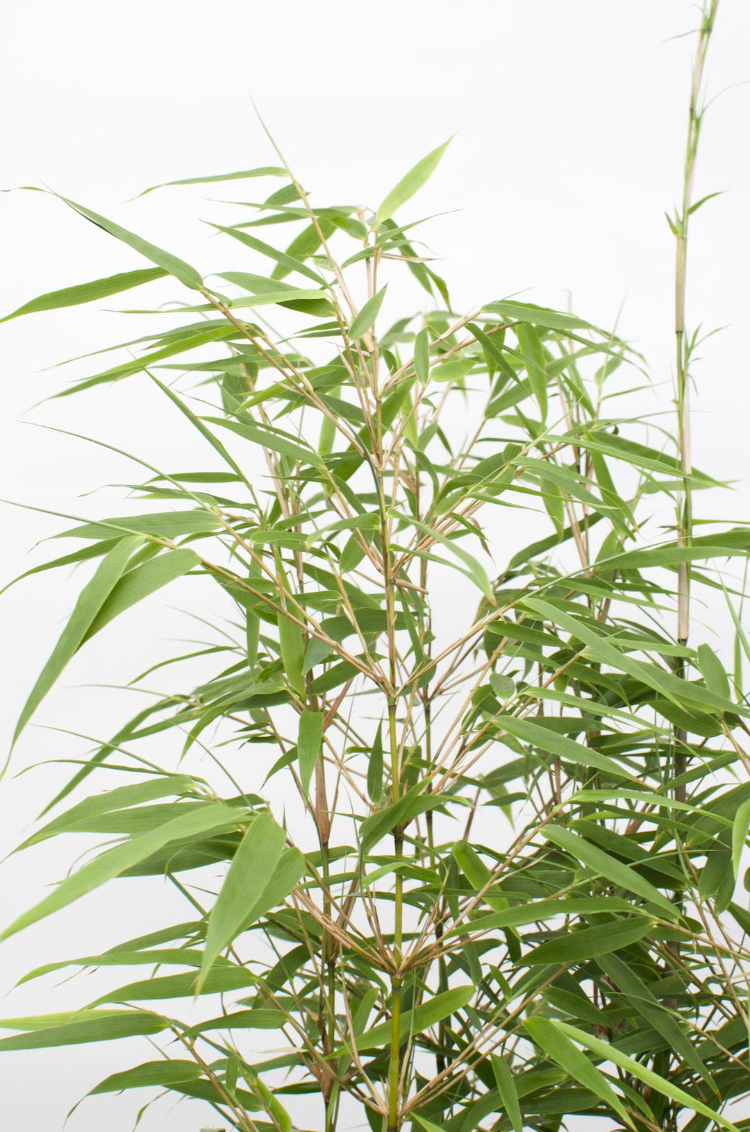2x Fargesia rufa - ↨60cm - Ø19