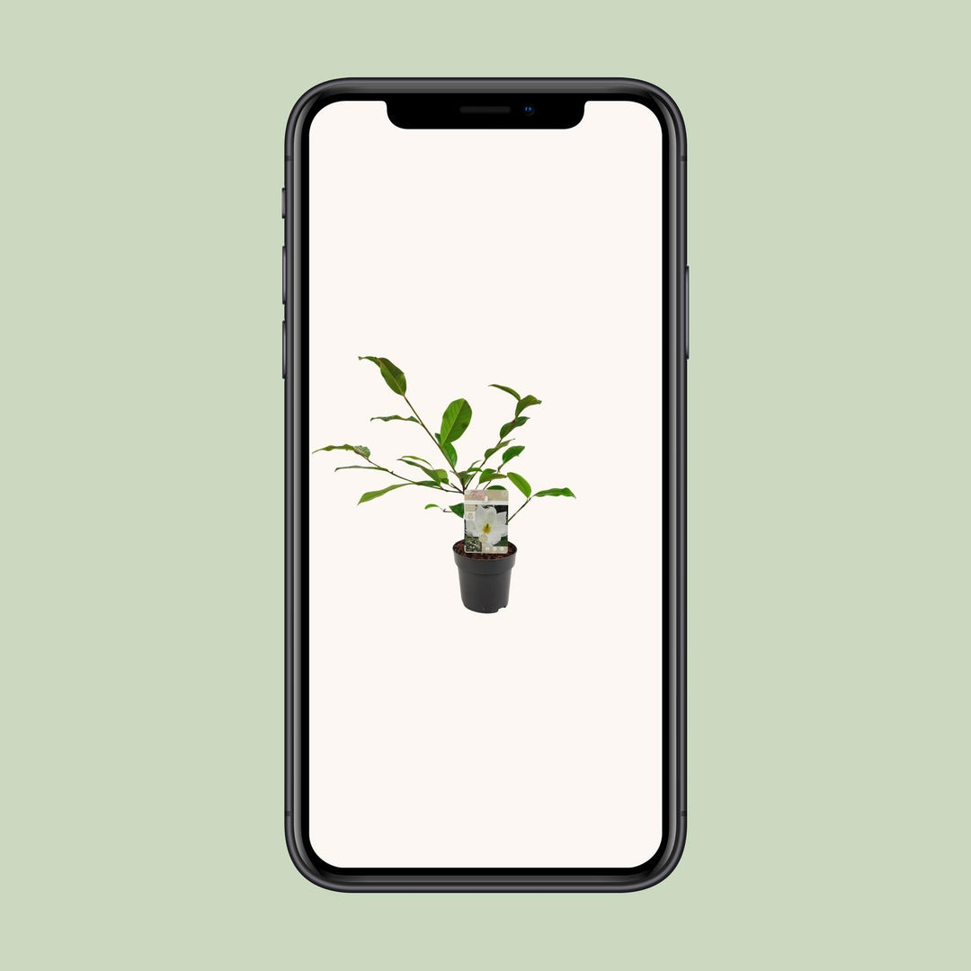 Michelia Fairy Magnolia Cream - Ø13cm - ↕25cm
