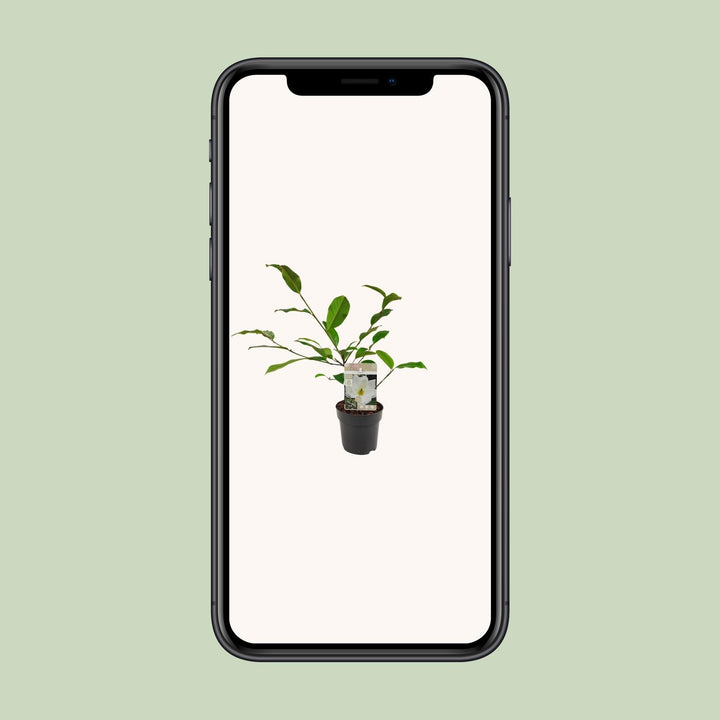Michelia Fairy Magnolia Cream - Ø13cm - ↕25cm