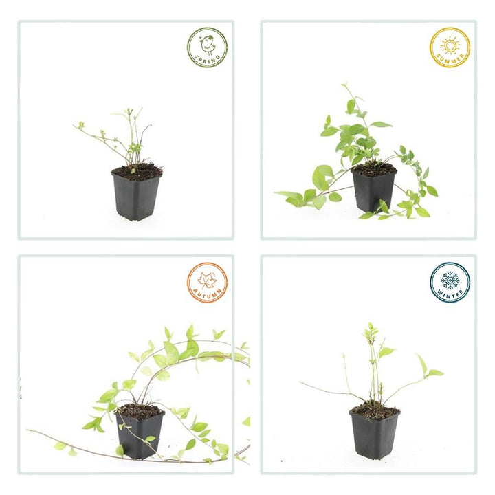12x Vinca major 'Alba' - ↕10-25cm - Ø9cm