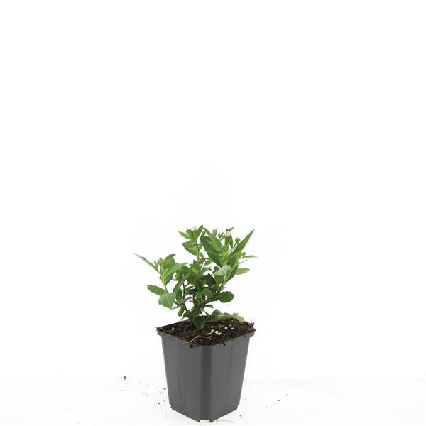 24x Aster ageratoides 'Stardust' - ↕10-25cm - Ø9cm