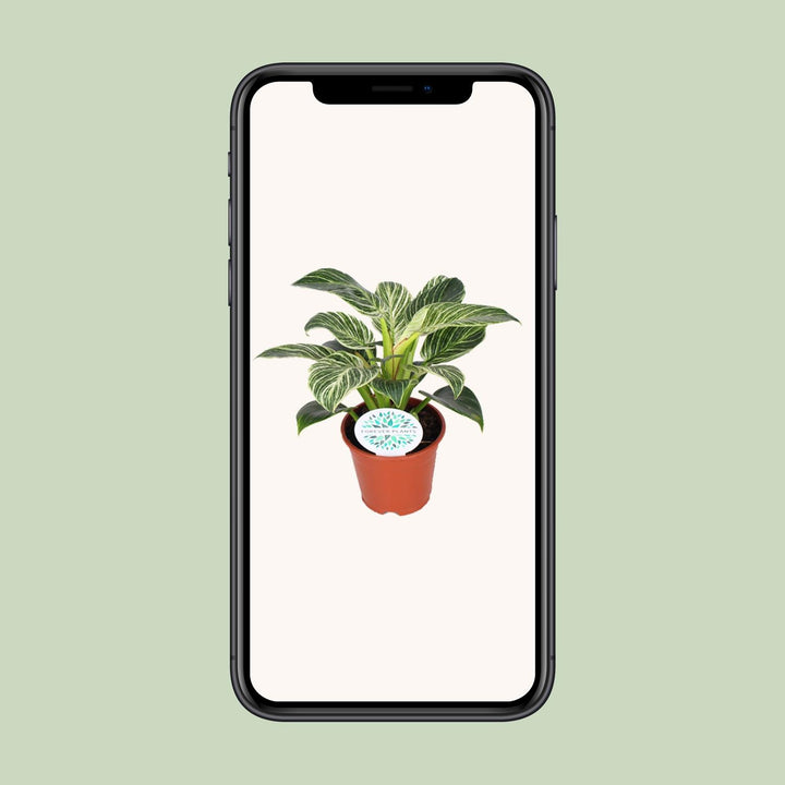Philodendron Birkin - Ø14cm - ↕25cm