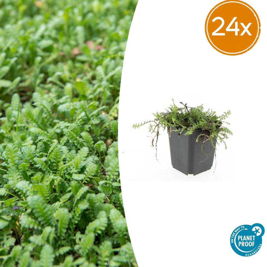 24x Leptinella squalida - ↕10-25cm - Ø9cm