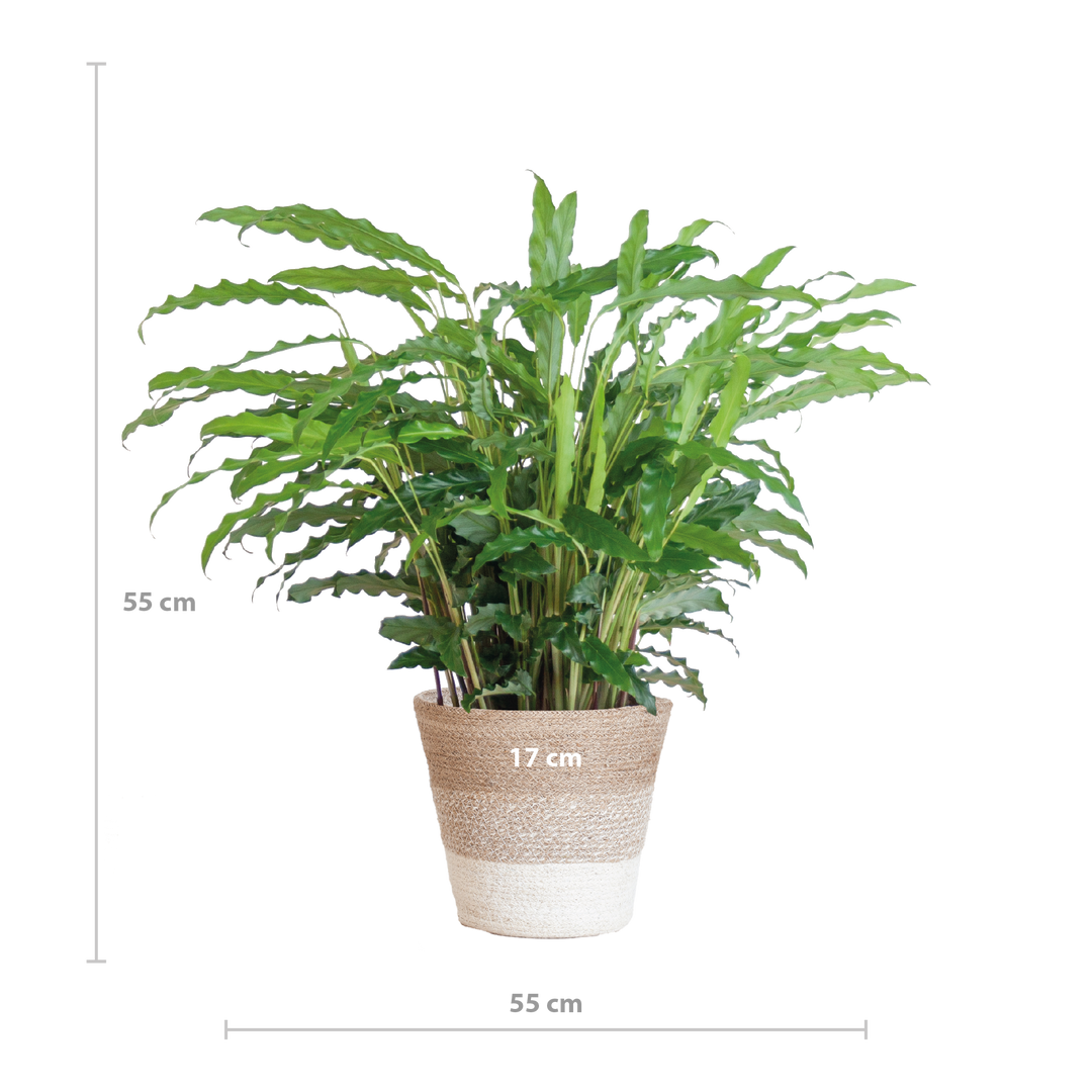 Calathea Rufibarba met Mand Lissabon wit - 55cm - Ø17