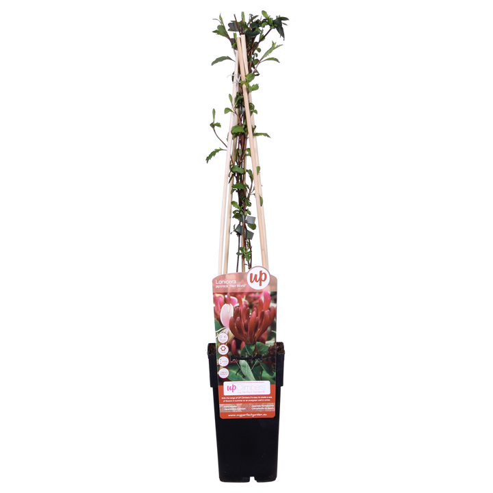 Lonicera japonica 'Red World' - Ø15cm - ↕65cm